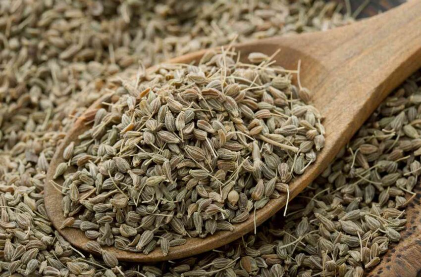  Alimentazione: le eccellenze enogastronomiche marchigiane