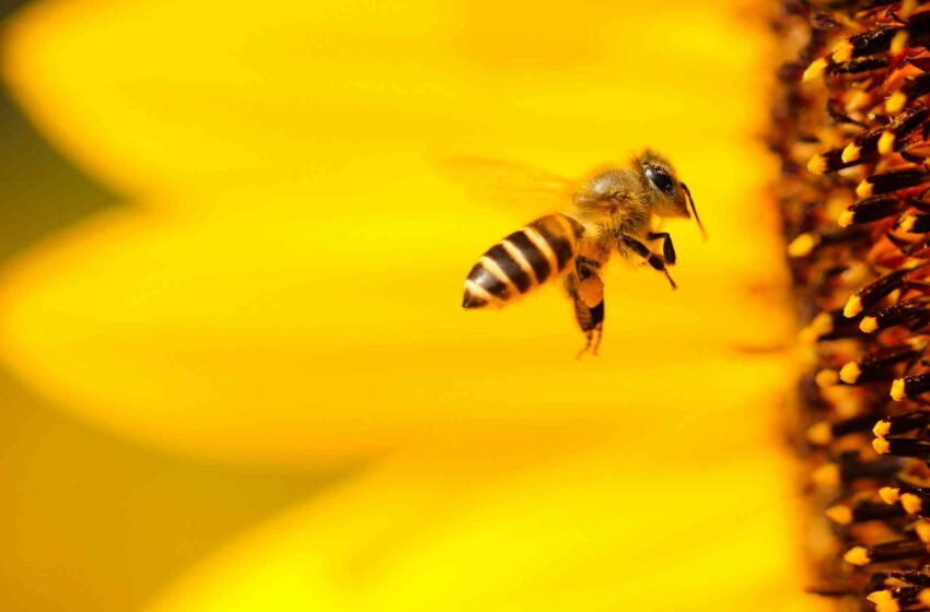  Cave amiche delle api: dal Veneto un progetto per la biodiversità
