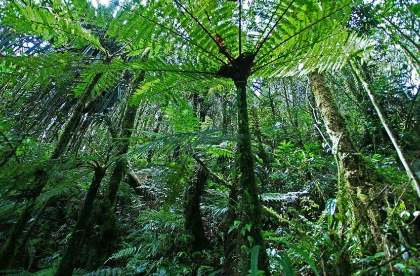  Lo stato di salute delle foreste tropicali
