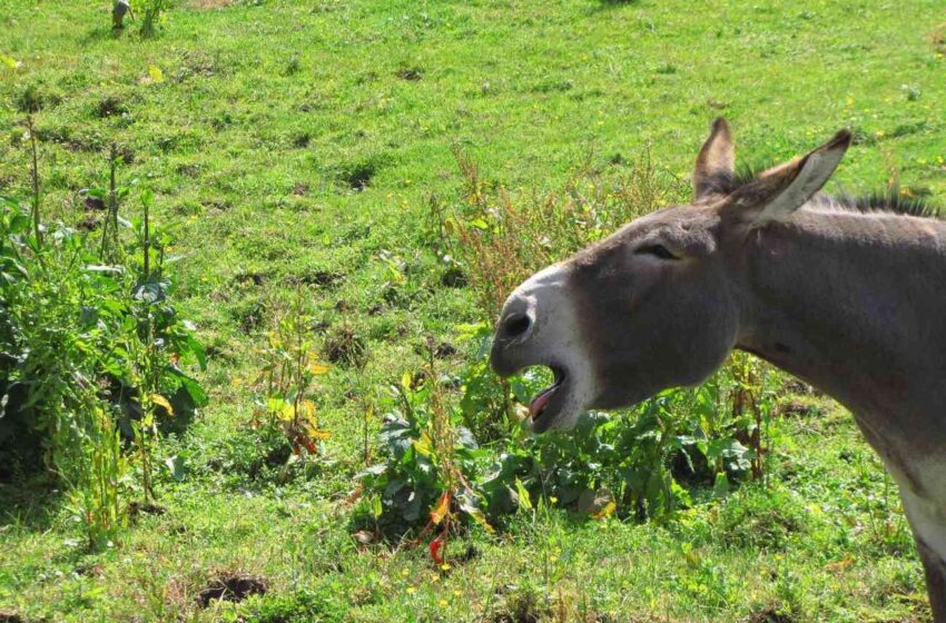  Conversione ecologica ed il paradosso dell’asino di Buridano