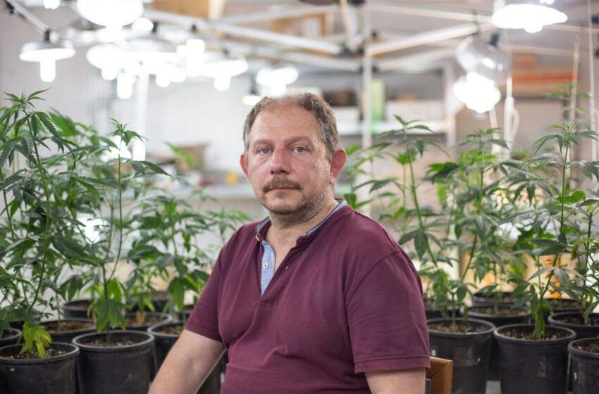  Cannabis light: assolto con formula piena Luca Marola