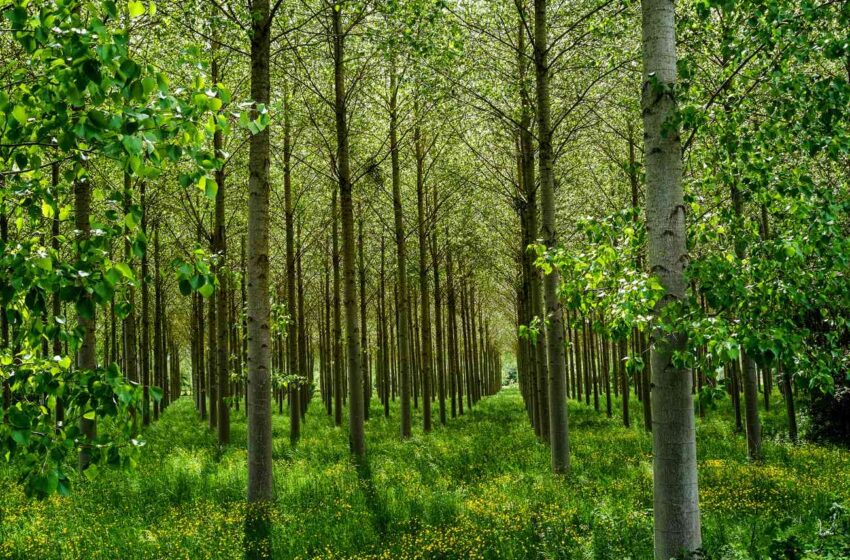  Quando la natura riprende gli spazi che l’uomo aveva devastato