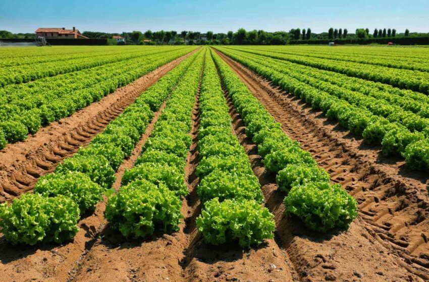  L’agricoltura è parte attiva nella lotta al cambiamento climatico