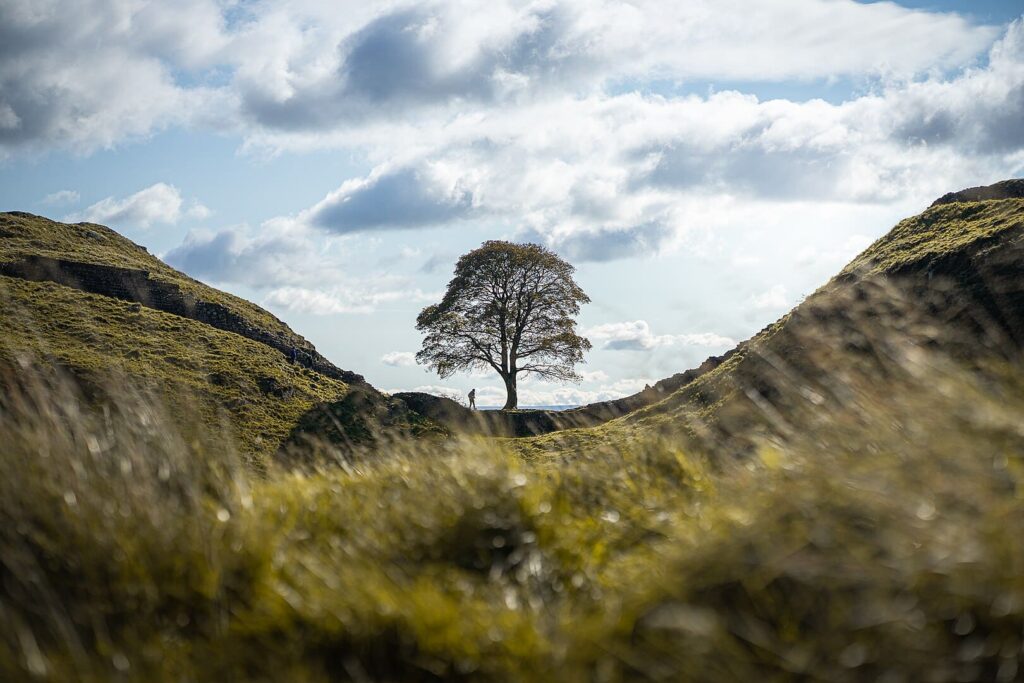 alberi