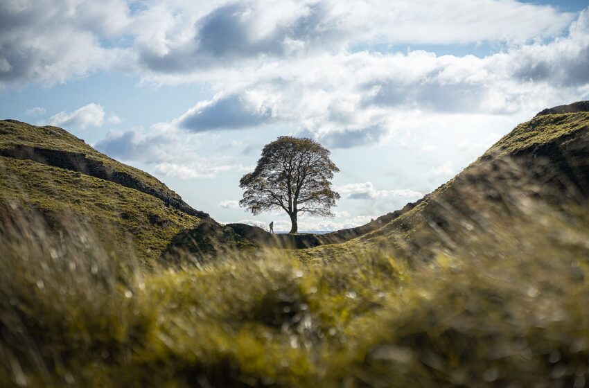 alberi
