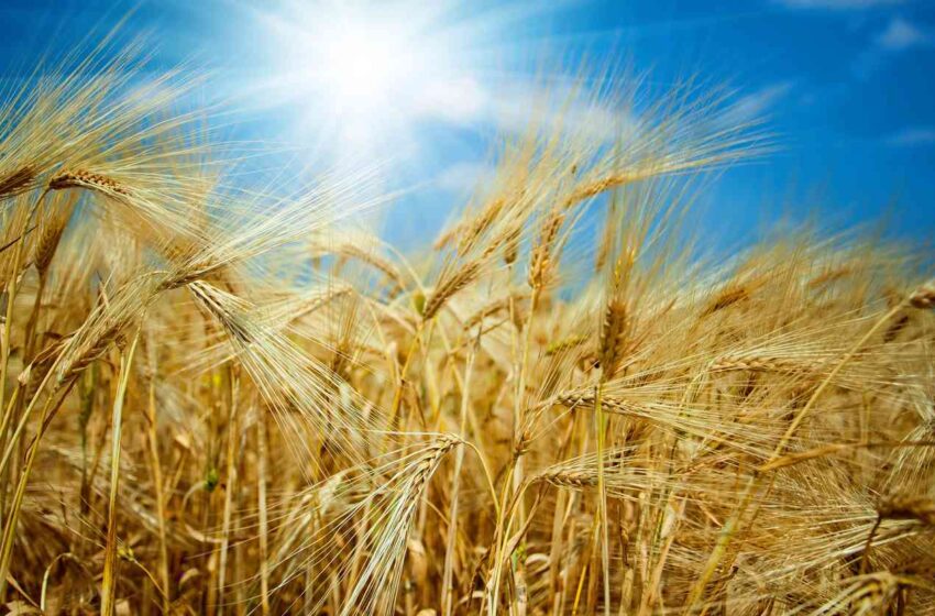  I grani antichi siciliani tra tradizione e innovazione