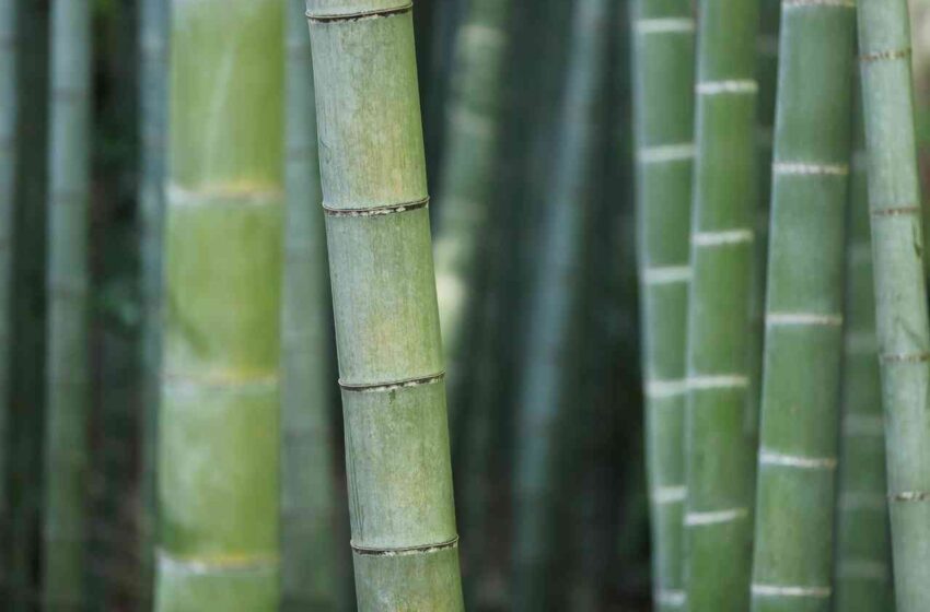  Resilienza: canna di bambù, con radici nuove