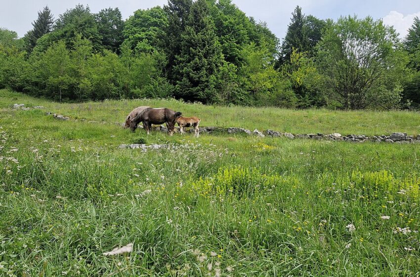  Premio Custodi della Terra, Asiago 13 agosto