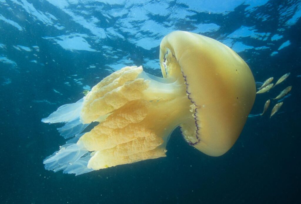 meduse