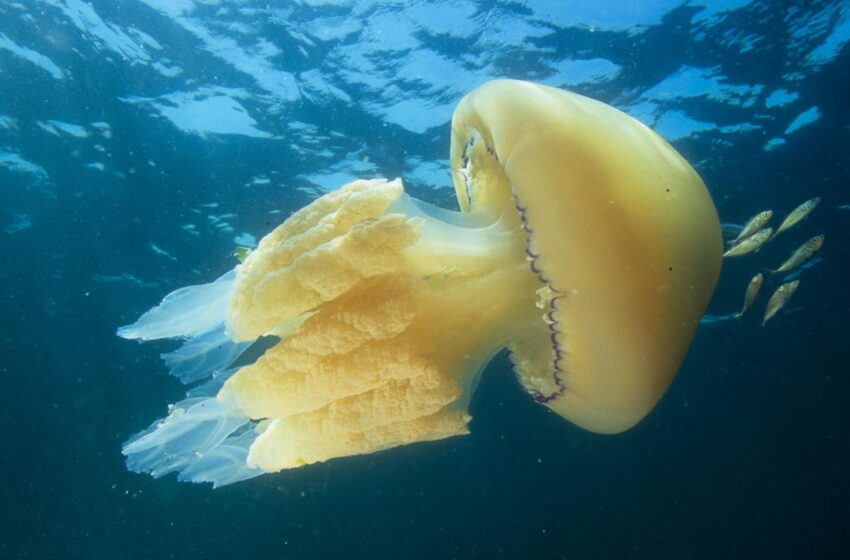 meduse
