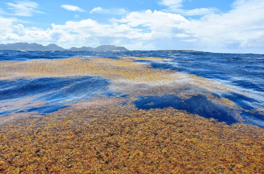  Dalle alghe una bioceramica per l’edilizia