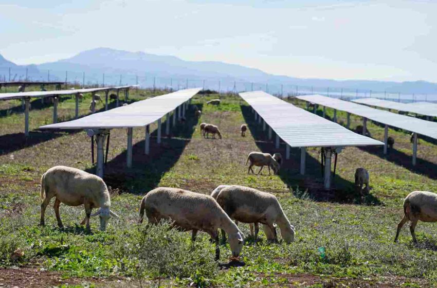  Pecore solari: ad Eboli un’alleanza vincente