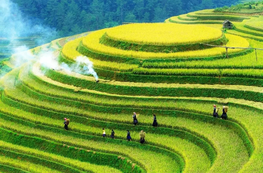  Rivoluzione verde nelle risaie del Vietnam