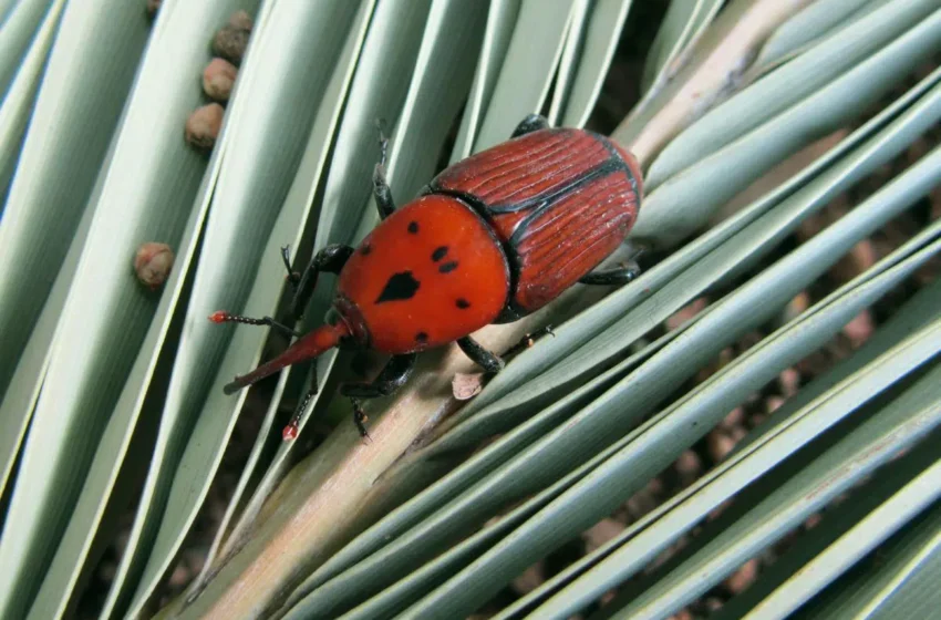  MONDO VERDE debella il parassita delle palme mediterranee