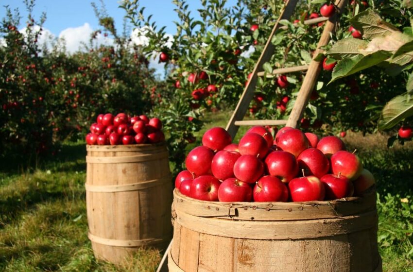  Agricoltura biologica: rese più alte, suoli sani e biodiversità