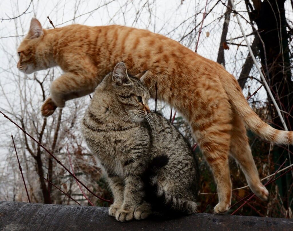 gatti