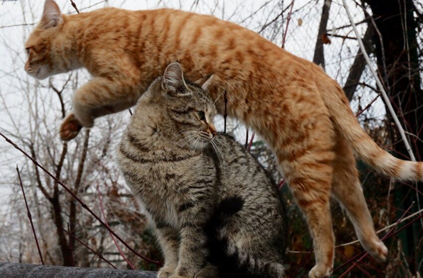  Dal cibo alla lettiera: 10 regole per gatti felici e sostenibili