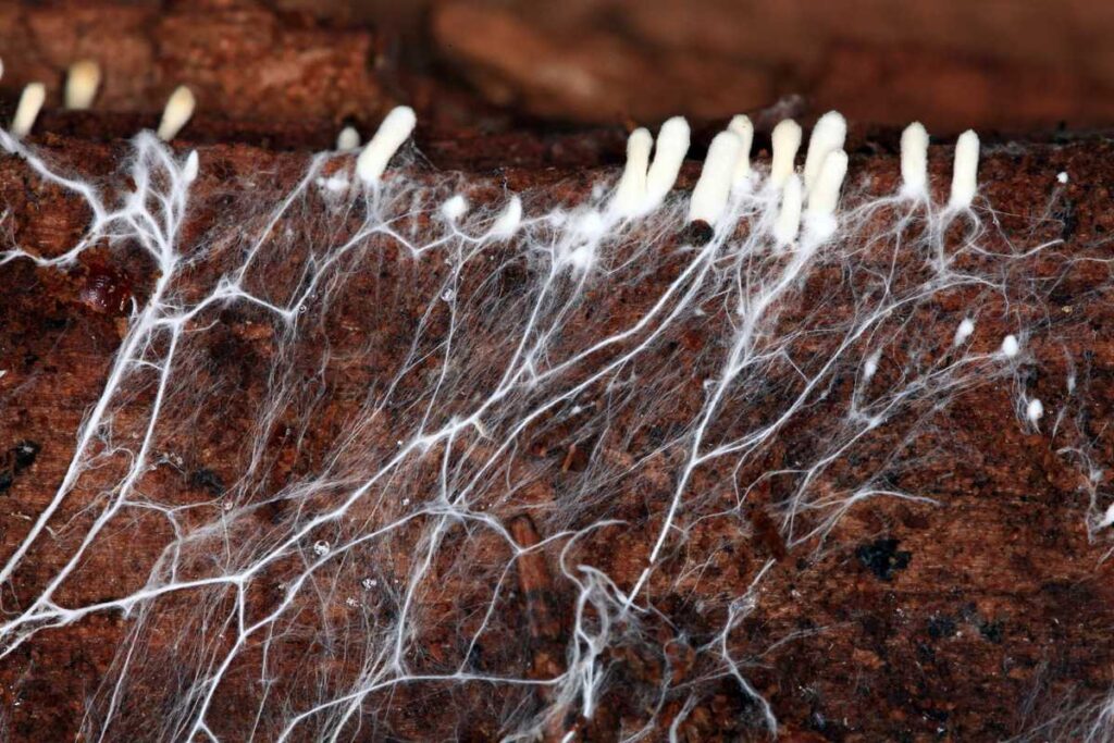 funghi