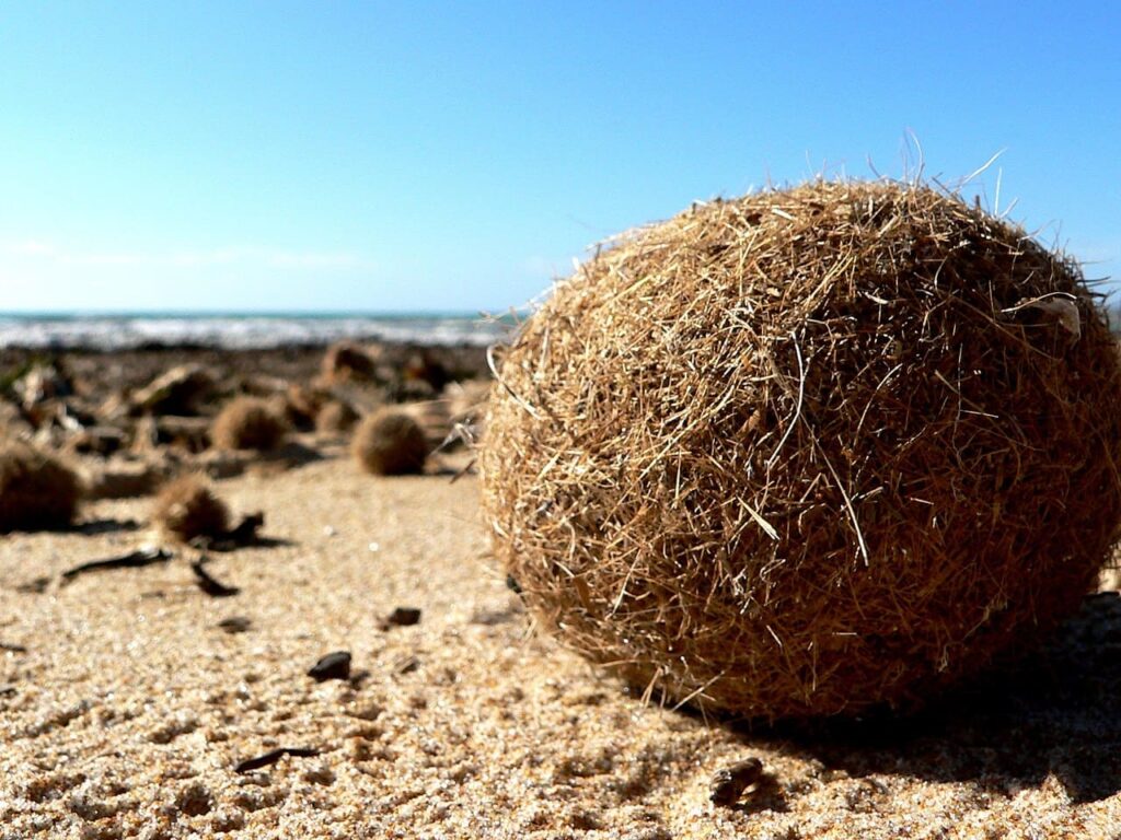 microplastiche