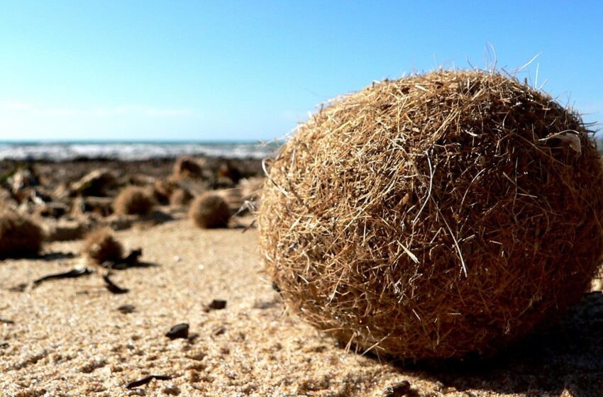  “Palle di mare”: una su tre contaminata da microplastiche