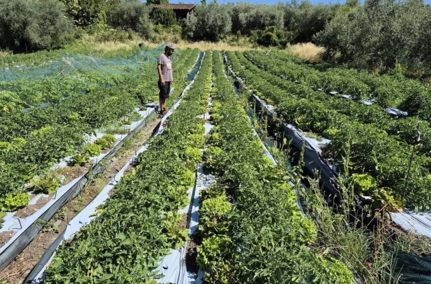  I campi che restano, le mani che mancano
