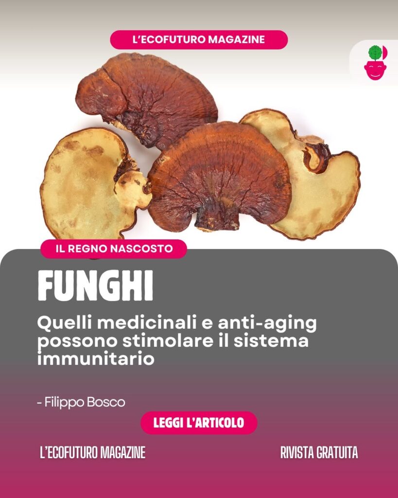 funghi medicinali
