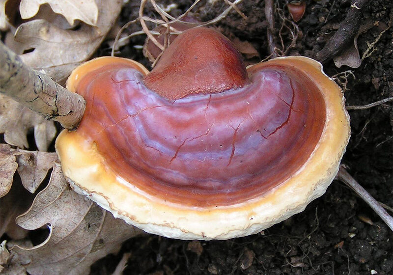  Funghi medicinali: alleati della longevità e del sistema immunitario