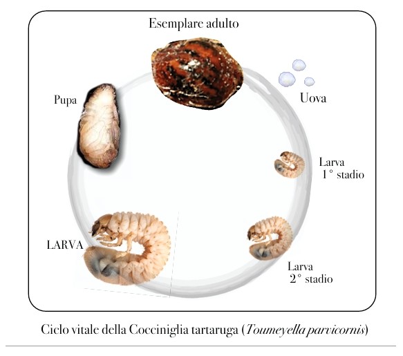 Cocciniglia