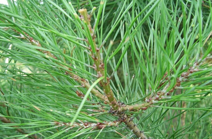  Cocciniglia dei pini: la soluzione di Mondo Verde