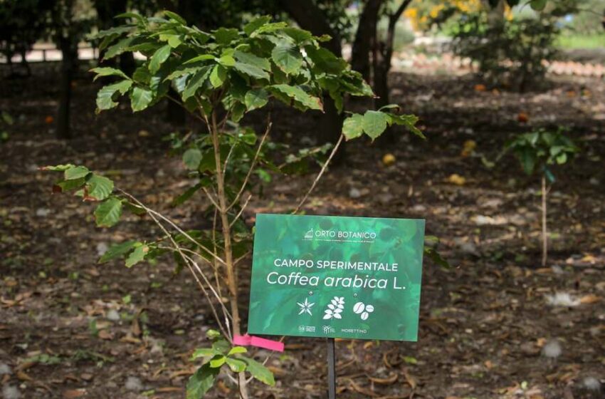  Il caffè cresce in Sicilia: il clima cambia l’agricoltura italiana
