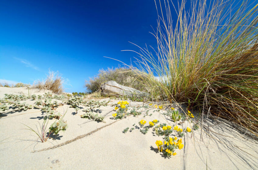  Spiagge e dune: un progetto di citizen science per proteggerle