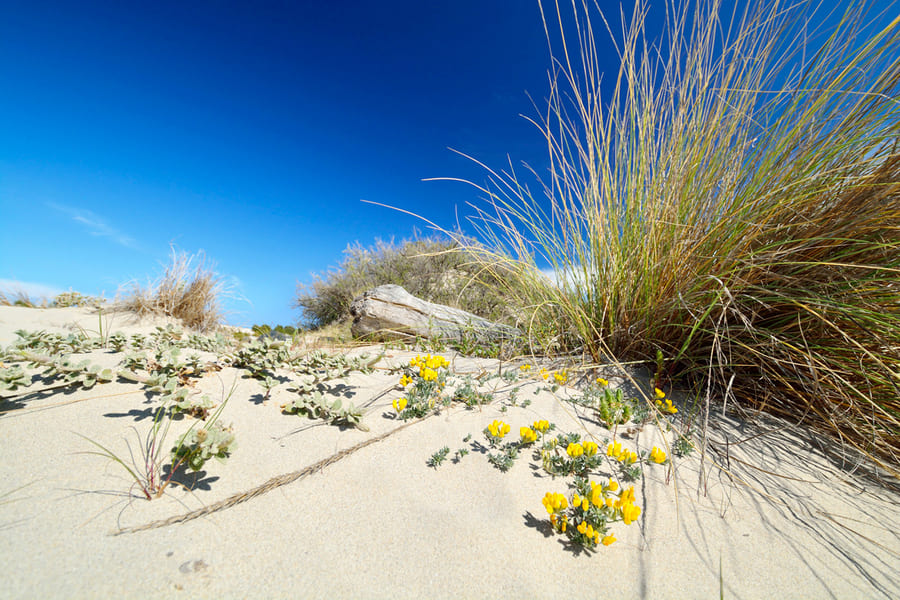 spiagge